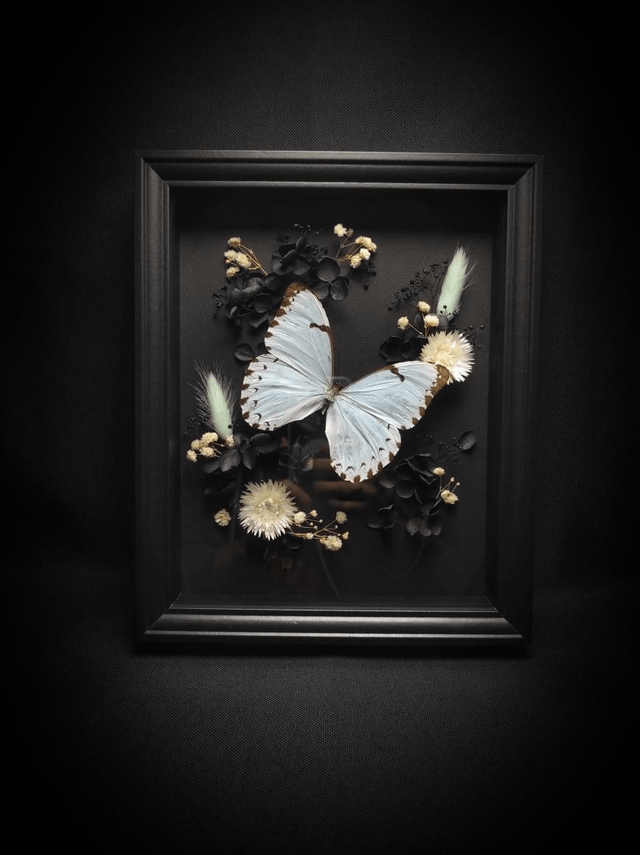 Cadre Papillon "Morpho Epistrophus Catenaria"