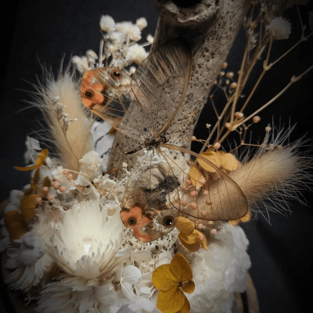 Diorama Duo de Papillons Haetera