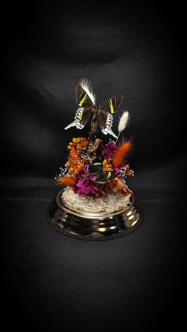 Diorama Duo de Papillons "Urania Leilus" & "Perisama oppelii oppelii"