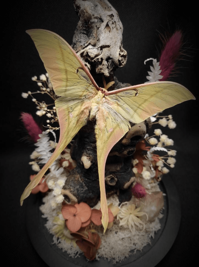 Diorama Papillon "Actias rhodopneuma"