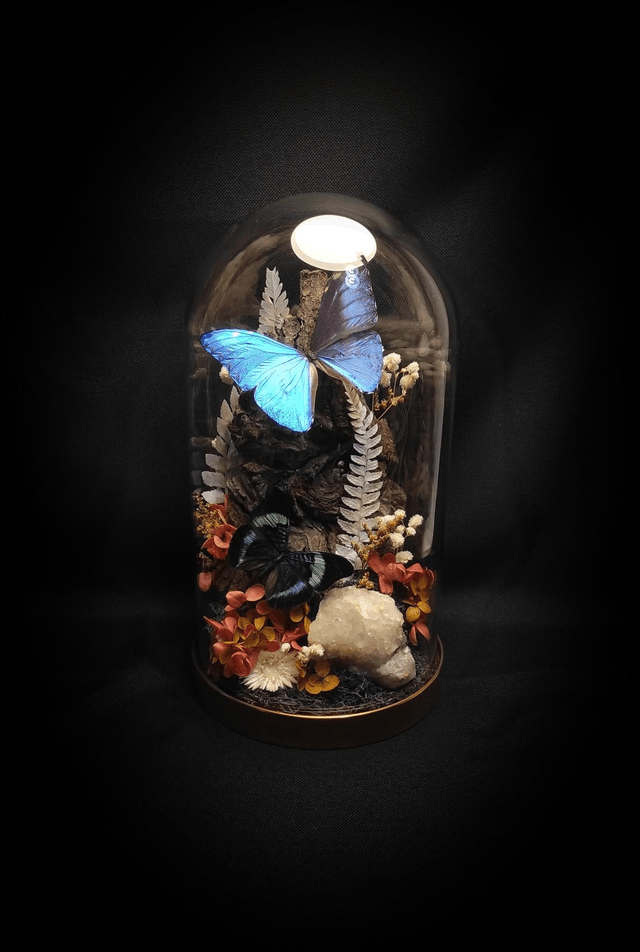 Diorama Duo de papillons Morpho & Panacea Quartz