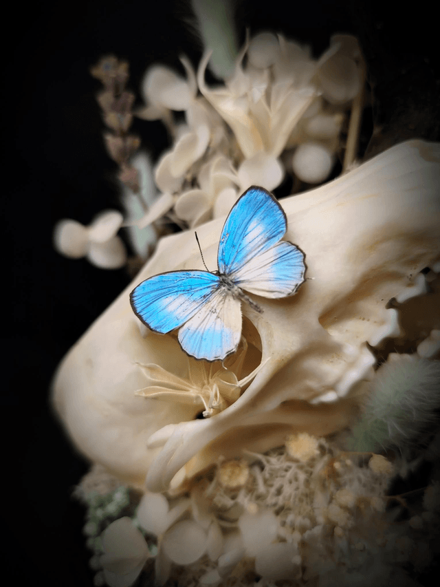 Diorama Duo de Papillons & Crâne de Renard 