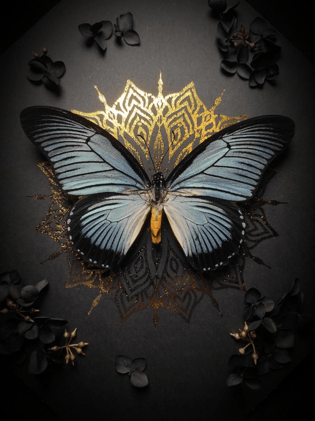 Cadre Papillon "Papilio Zalmoxis" 