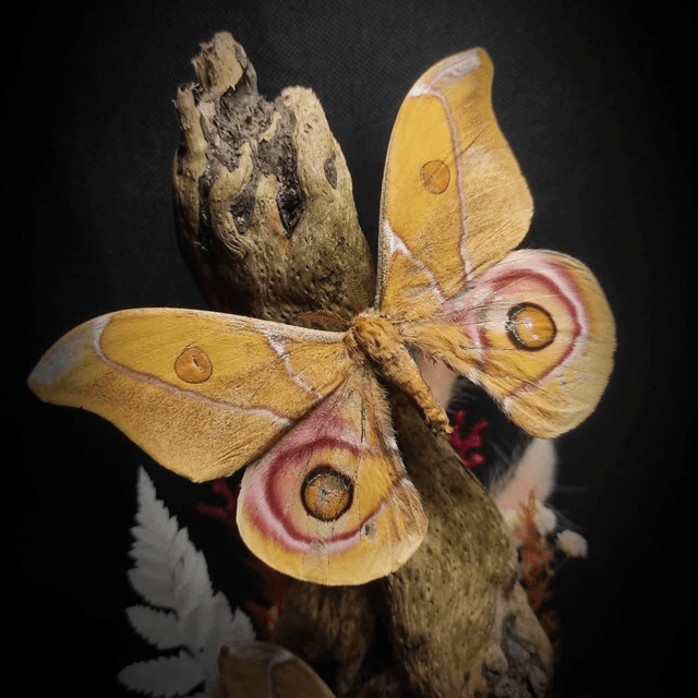 Diorama Papillons Couple d'Antherina suraka