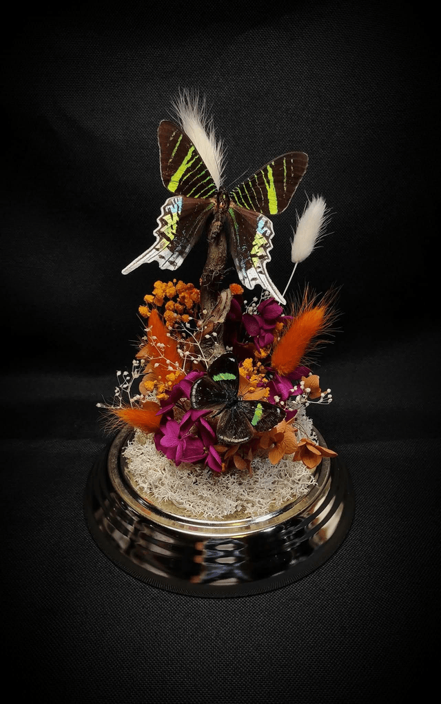 Diorama Duo de Papillons "Urania Leilus" & "Perisama oppelii oppelii"