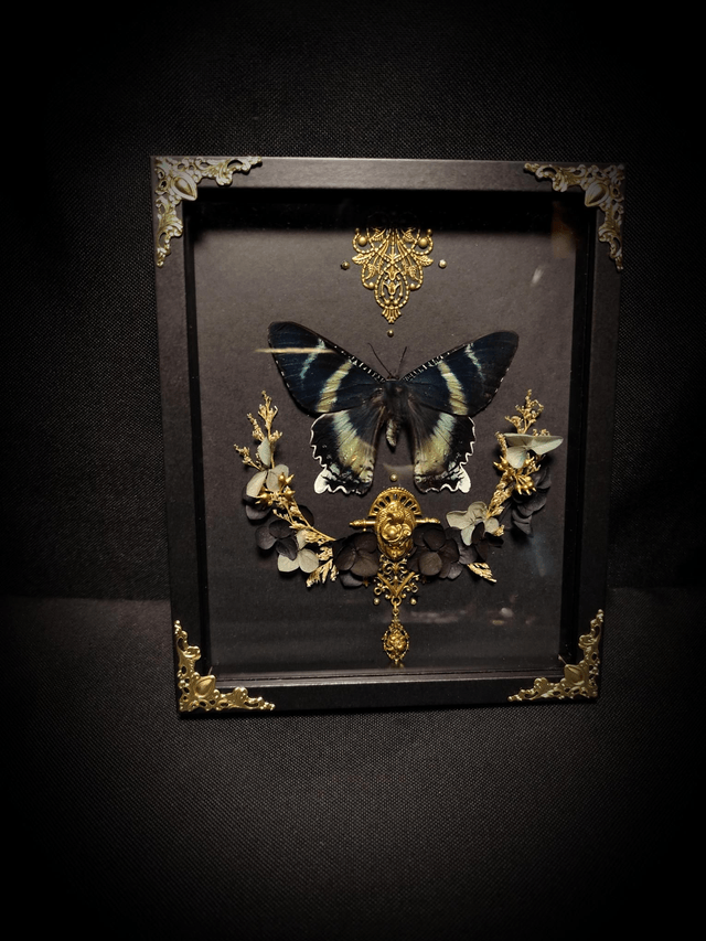 Cadre Papillon "Alcides Orontes"