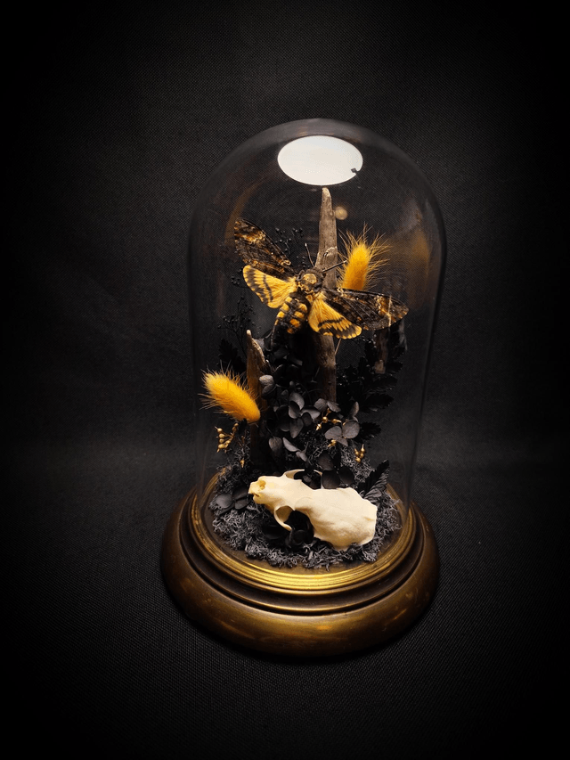 Diorama Papillon Sphinx Tête de Mort & Crâne de Vison 