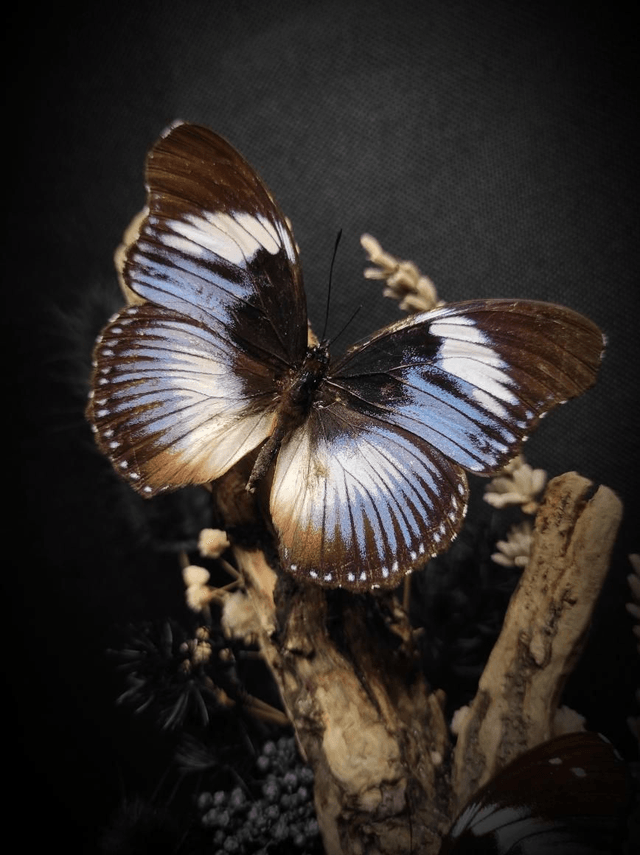 Diorama Duo d'Hypolimnas salmacis