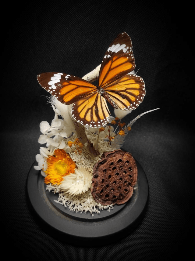 Diorama Papillon "Monarque Indien" 