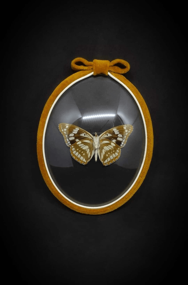 Cadre Vintage velours Papillon "Mimathyma Nycteis" 