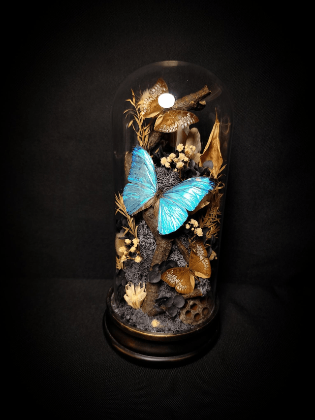 Diorama Trio de Papillons "Morpho Marcus" & "Tanaecia"

