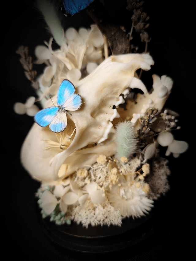 Diorama Duo de Papillons & Crâne de Renard 