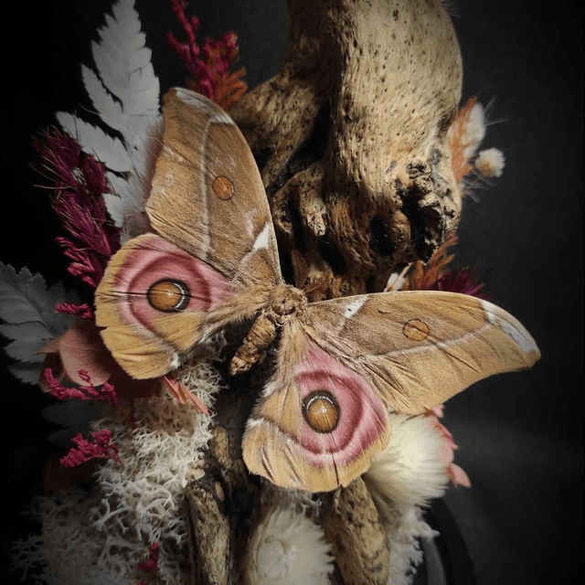 Diorama Papillons Couple d'Antherina suraka