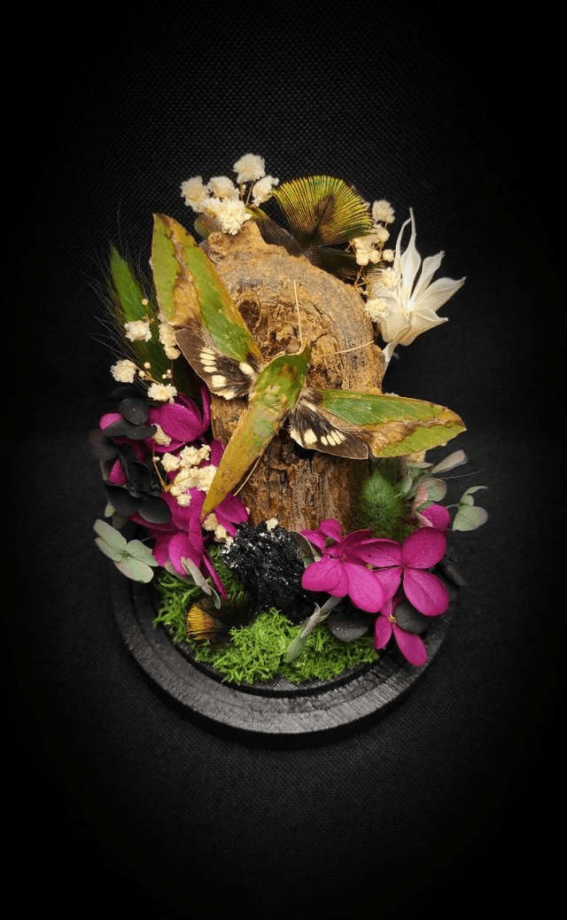 Diorama Papillon "Xylophanes chiron nechus" & 
Cristal de Carborundum