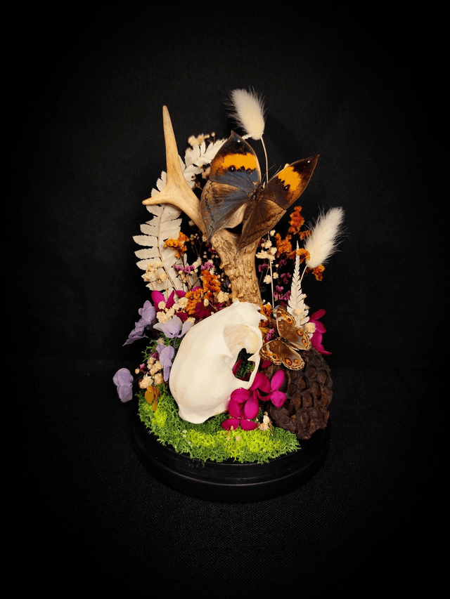 Diorama Duo de Papillons, Crâne de chat & Bois de Chevreuil 