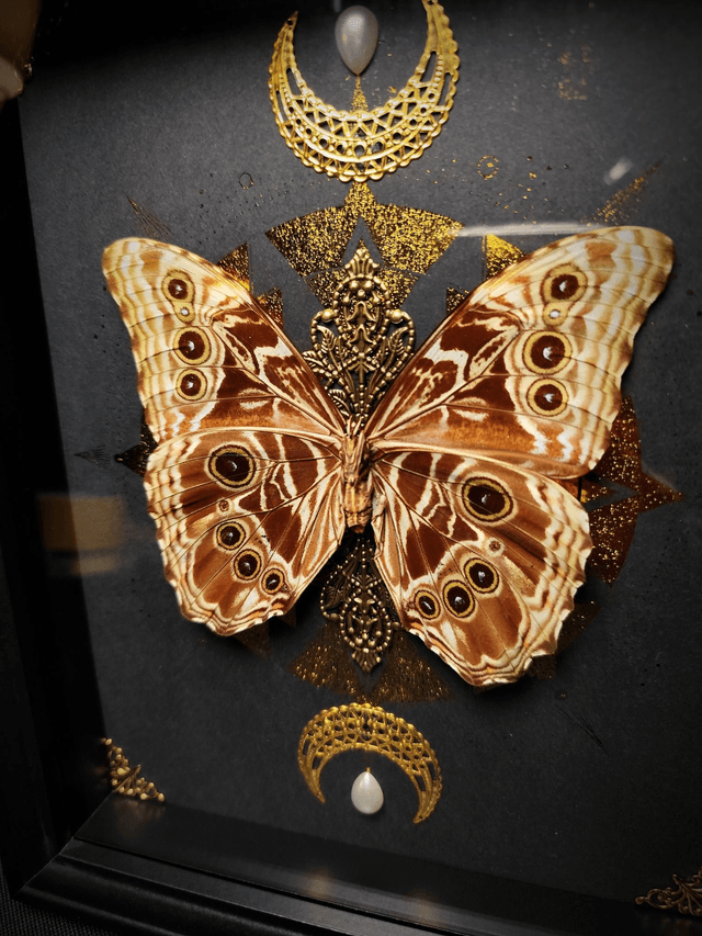 Cadre Papillon Morpho Deidamia Mariae à l'envers 
