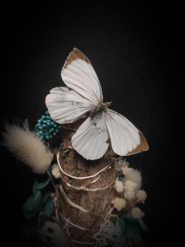 Diorama lumineux Papillons couple de "Pieris Brassicae"