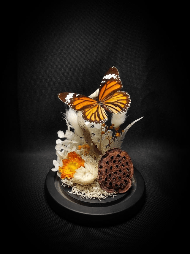 Diorama Papillon "Monarque Indien" 