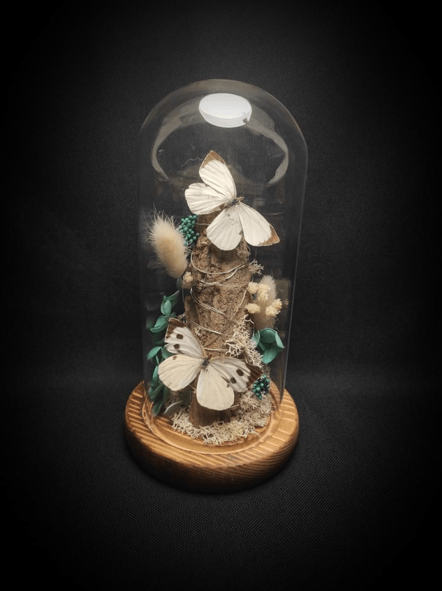 Diorama lumineux Papillons couple de "Pieris Brassicae"