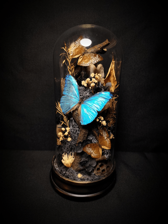 Diorama Trio de Papillons "Morpho Marcus" & "Tanaecia"

