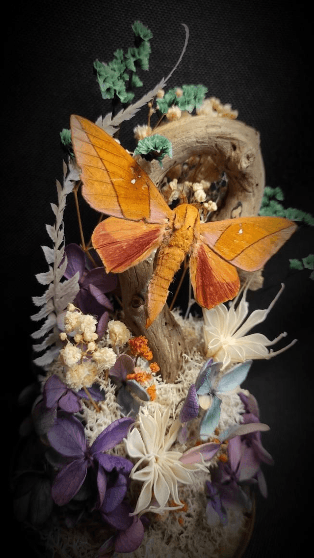 Diorama Papillon "Adeloneivaia Jason"
