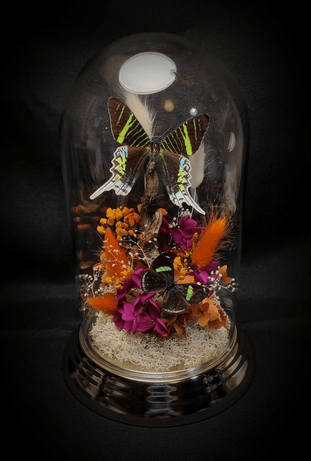 Diorama Duo de Papillons "Urania Leilus" & "Perisama oppelii oppelii"