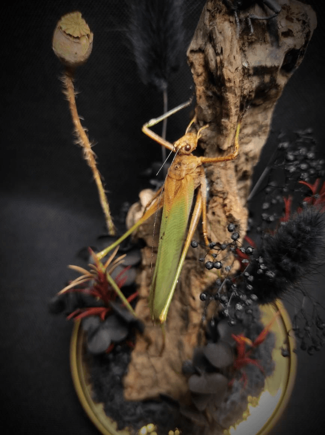 Diorama Duo d'insectes 