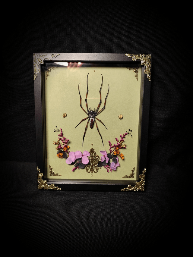 Cadre Araignée "Nephila Inaurata"