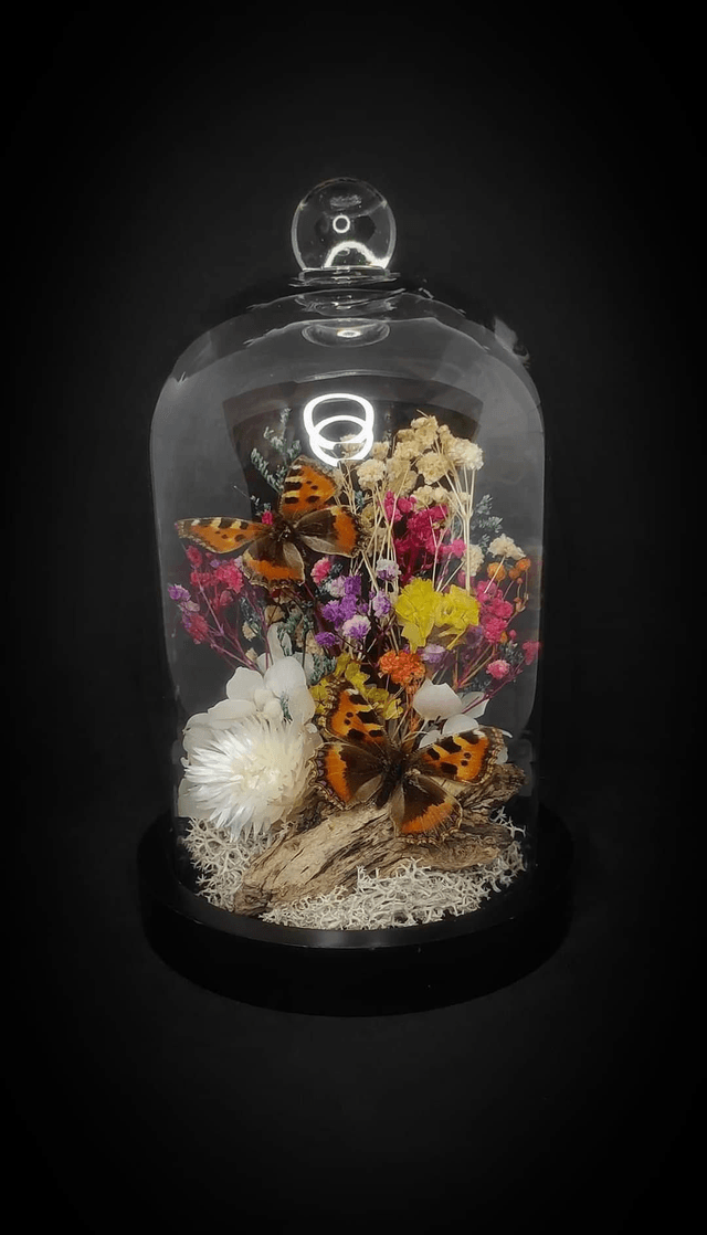 Diorama Duo de petits papillons "Aglais urticae" 