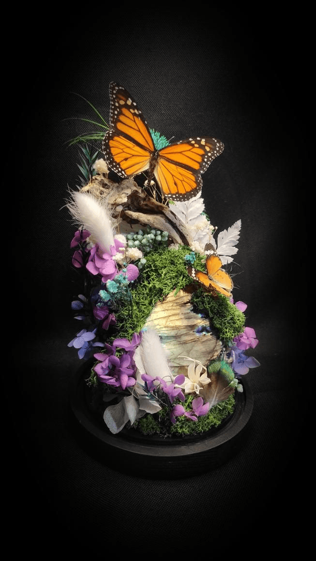 Diorama Duo de Papillons Danaus et Labradorite 