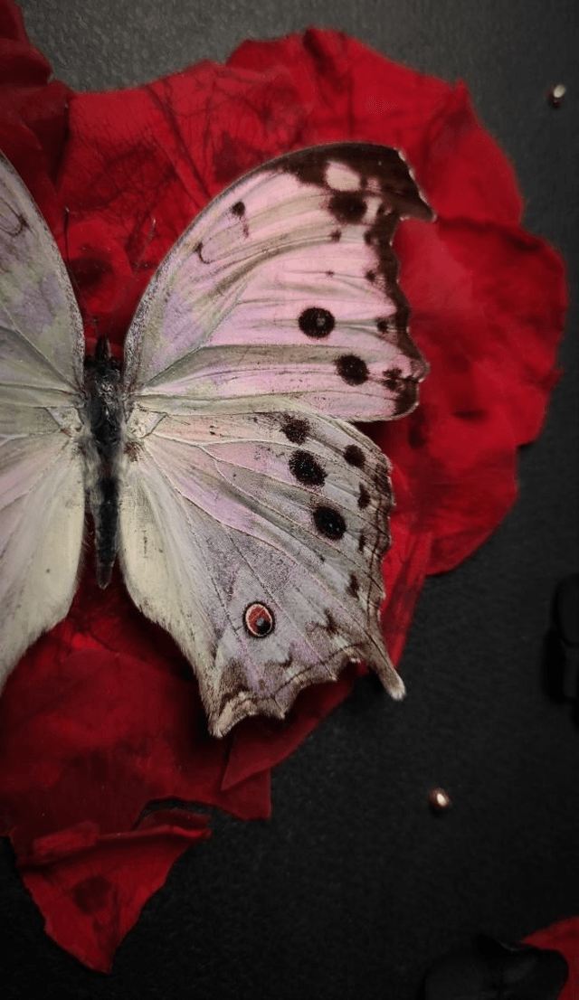 Cadre Papillon "Protogoniomorpha parhassus" 