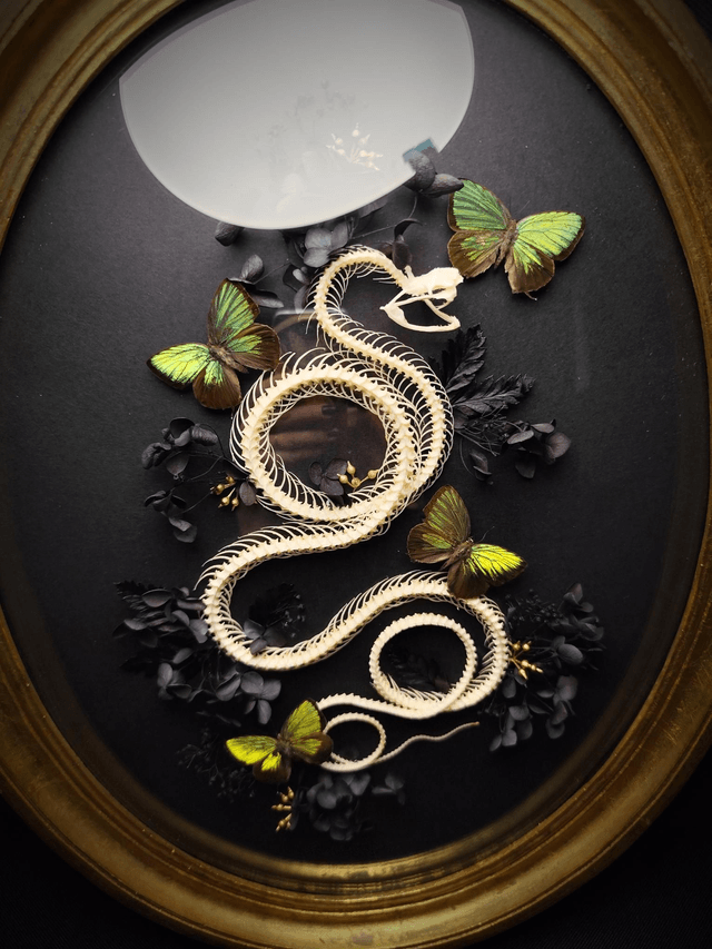 Cadre Vintage Serpent & Papillons "Arhopala eumolphus"