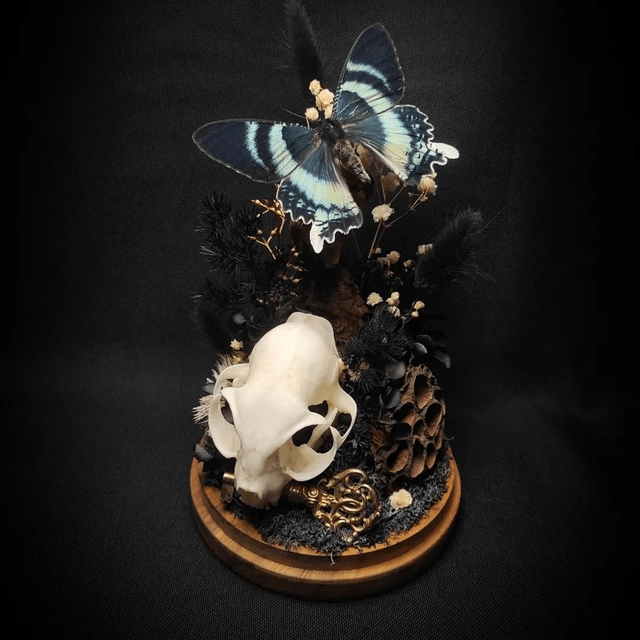 Diorama Papillon "Alcides Orontes" & crâne de chat