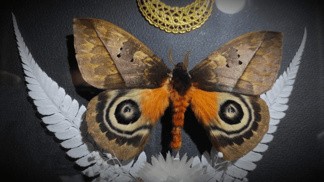 Cadre Vintage Papillons "Automeris Lara"