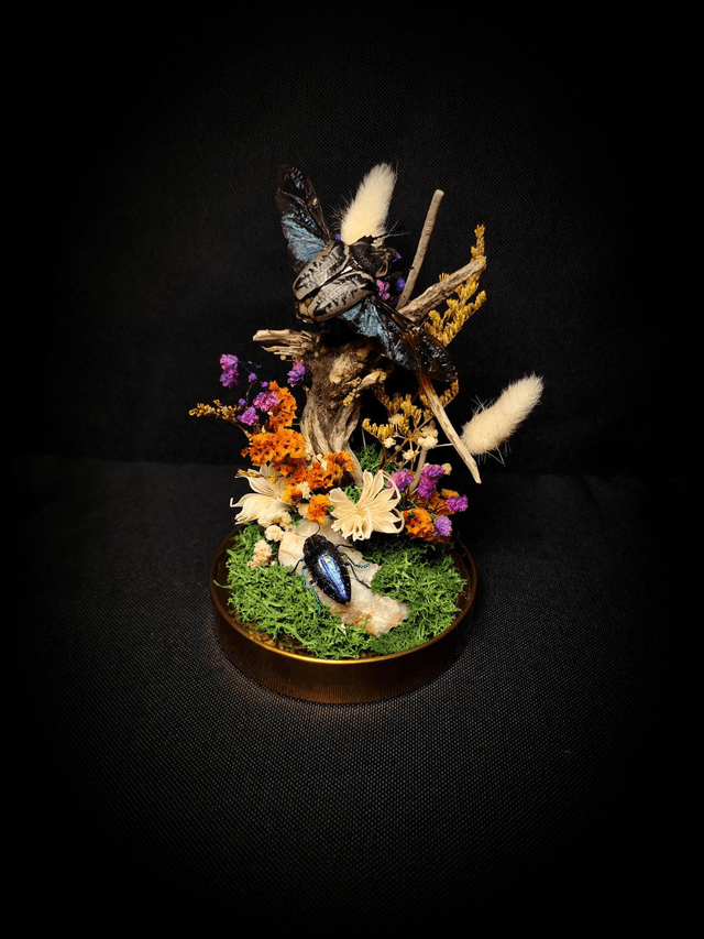 Diorama Duo d'Insectes Goliathus & Polybothris Sumptuosa