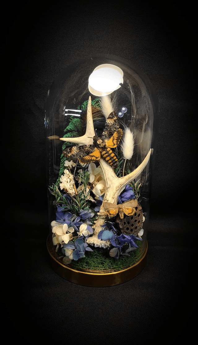 Diorama Papillons Sphinx tête de mort & Bois de Chevreuil 