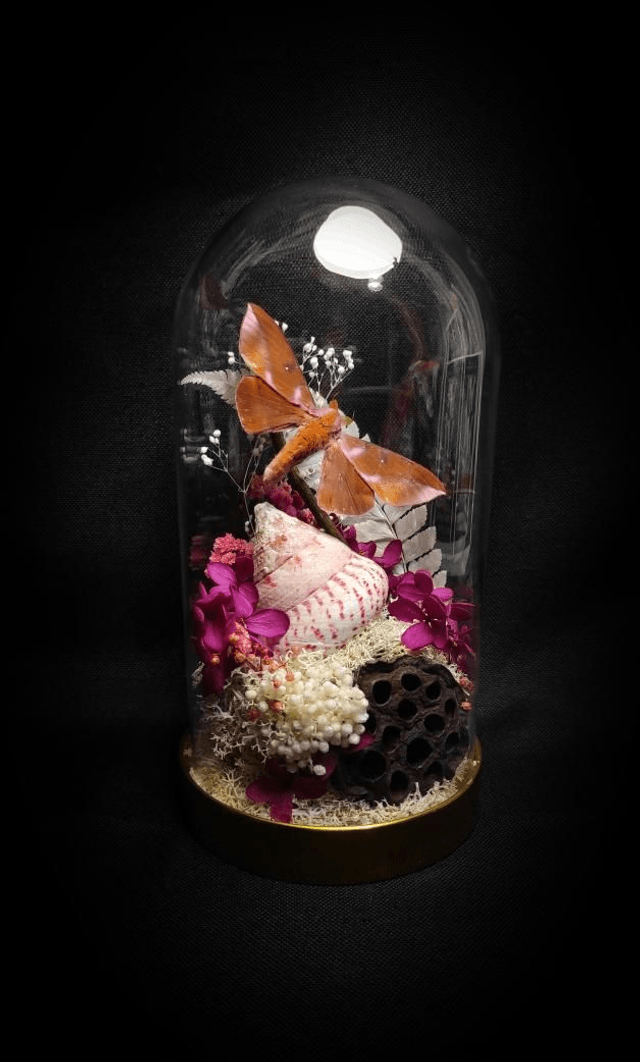 Diorama Papillon "Othorene Purpurascens"