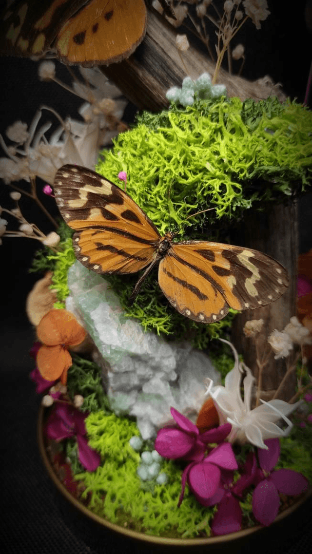 Diorama Duo de Papillons & Fluorine 