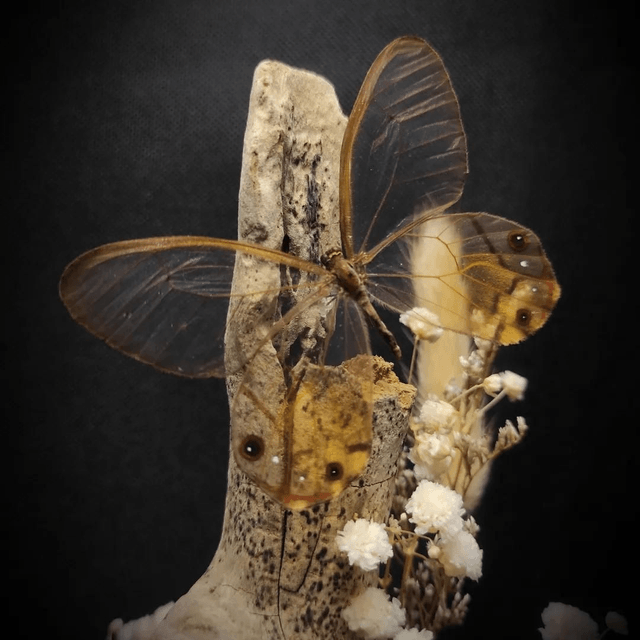 Diorama Duo de Papillons Haetera