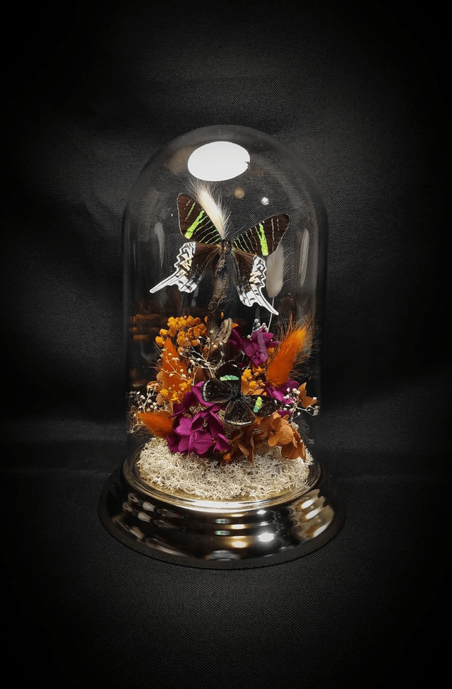 Diorama Duo de Papillons "Urania Leilus" & "Perisama oppelii oppelii"