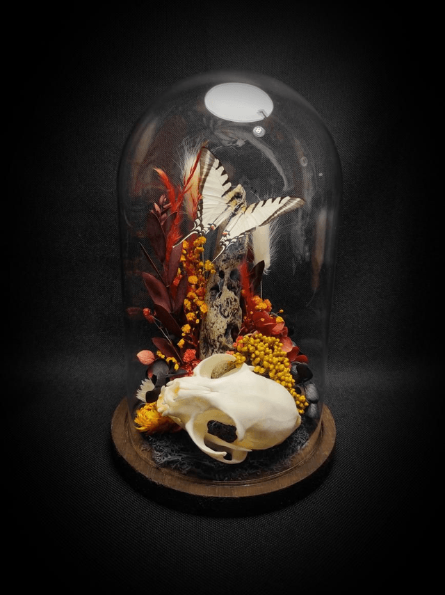 Diorama Crâne de chat & Papillon 