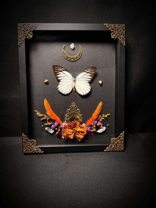Cadre Papillon "Prioneris Philonome"
