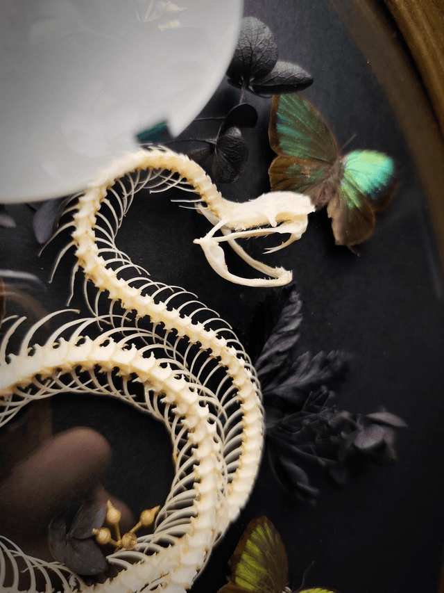 Cadre Vintage Serpent & Papillons "Arhopala eumolphus"