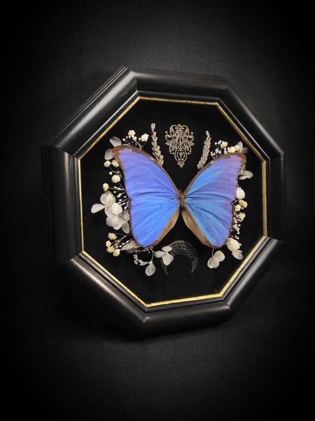 Cadre Vintage Morpho Didius