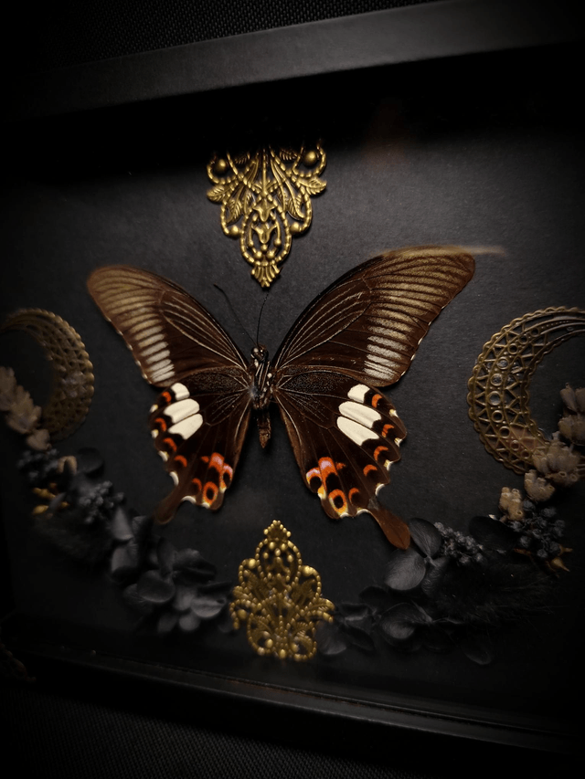 Cadre "Papilio Helenus"