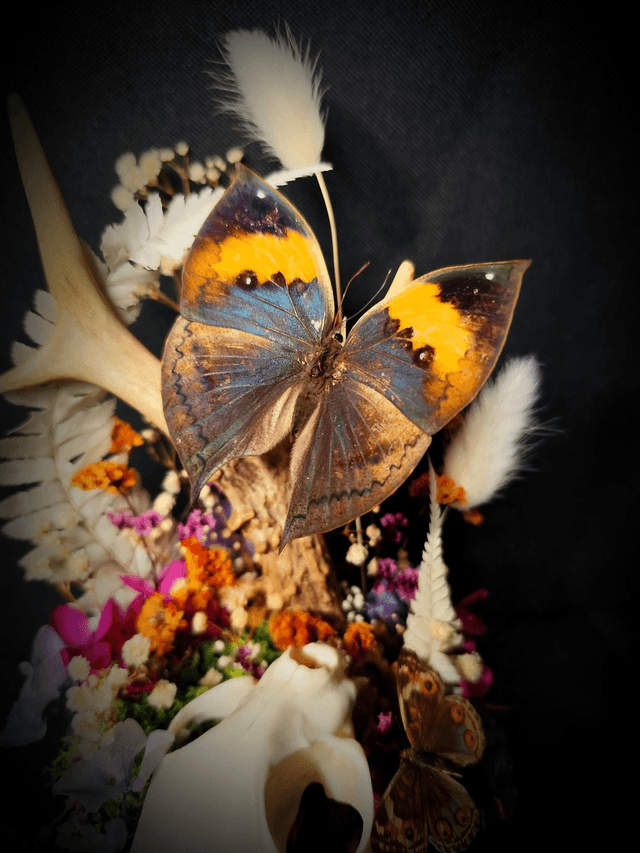 Diorama Duo de Papillons, Crâne de chat & Bois de Chevreuil 