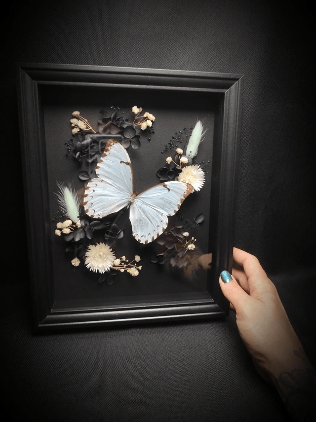 Cadre Papillon "Morpho Epistrophus Catenaria"