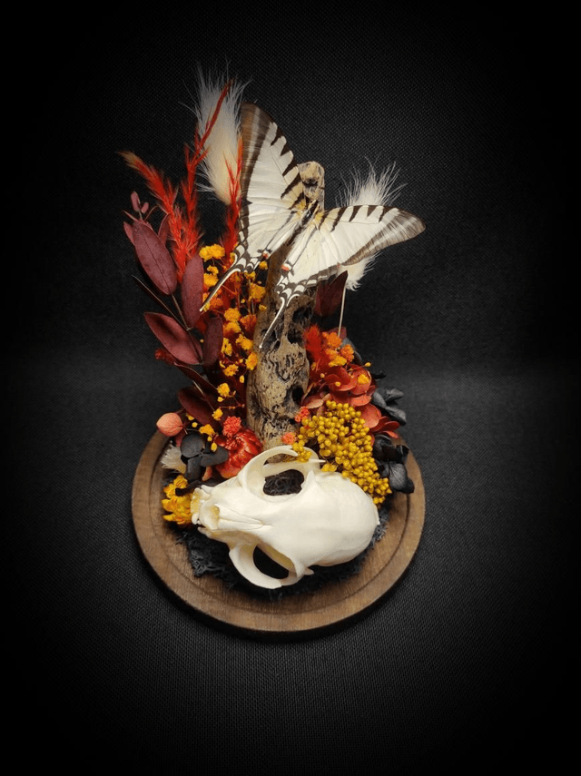 Diorama Crâne de chat & Papillon 
