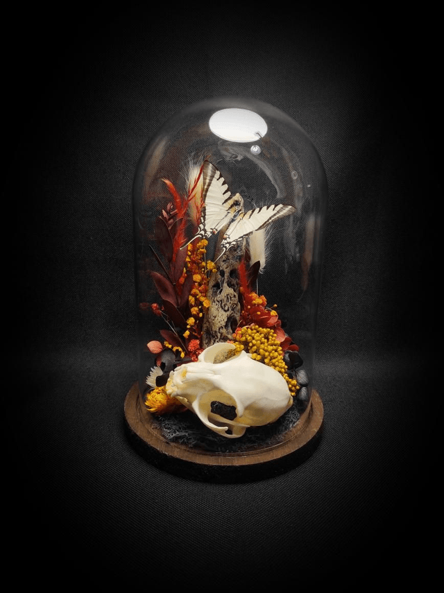 Diorama Crâne de chat & Papillon 