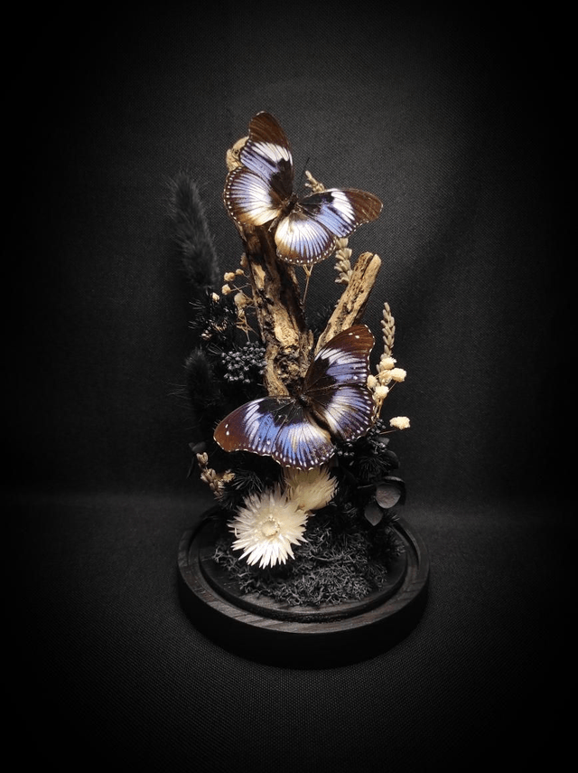 Diorama Duo d'Hypolimnas salmacis